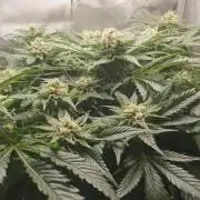 First Coco Run (DE/EN) x Hy-Pro
