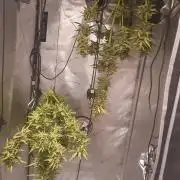 Balcony Plant #2 (DE/EN) x Hy-Pro