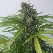 Bad Weather Grow #1 (DE/EN) x Hy-Pro
