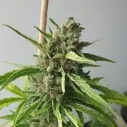 Balcony Plant #2 (DE/EN) x Hy-Pro
