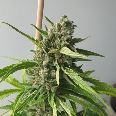 Balcony Plant #2 (DE/EN) x Hy-Pro