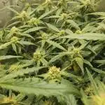 FB Mix Pack Auto - Organic Living Soil