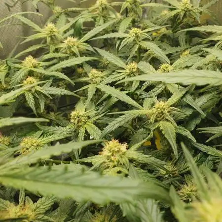 FB Mix Pack Auto - Organic Living Soil