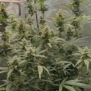 Mystery Box Autos on Living Soil