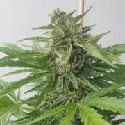 Bad Weather Grow #1 (DE/EN) x Hy-Pro