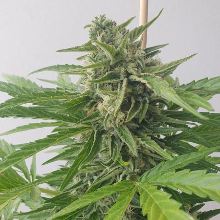 Bad Weather Grow #1 (DE/EN) x Hy-Pro