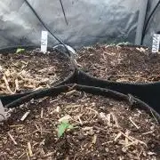 RF3 Trial Pack | All 3 Strains