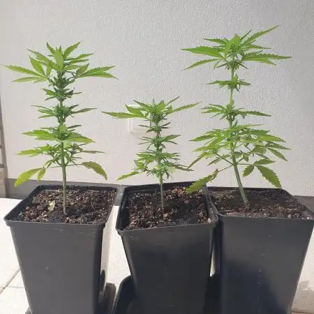 Balcony - FB Mix Pack - 3 Liter