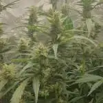 Mystery Box Autos on Living Soil