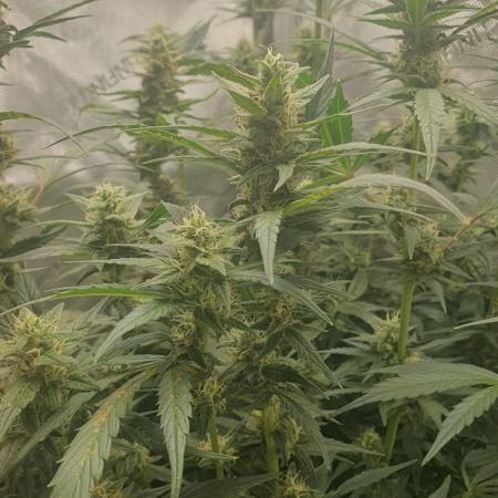 Mystery Box Autos on Living Soil