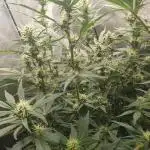 Mystery Box Autos on Living Soil