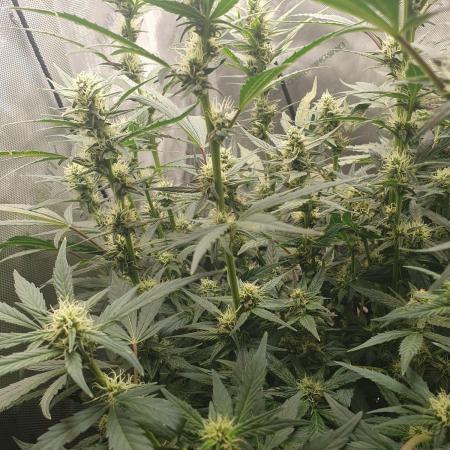 Mystery Box Autos on Living Soil