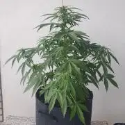 Bad Weather Grow #1 (DE/EN) x Hy-Pro