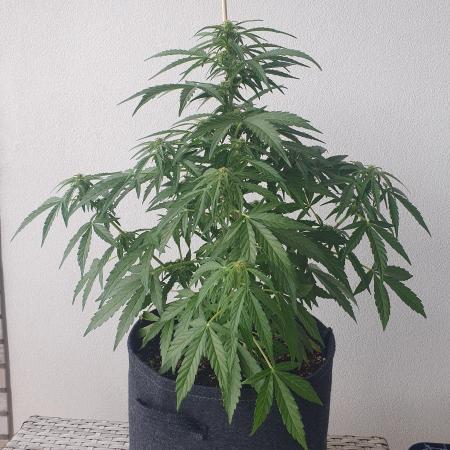 Bad Weather Grow #1 (DE/EN) x Hy-Pro