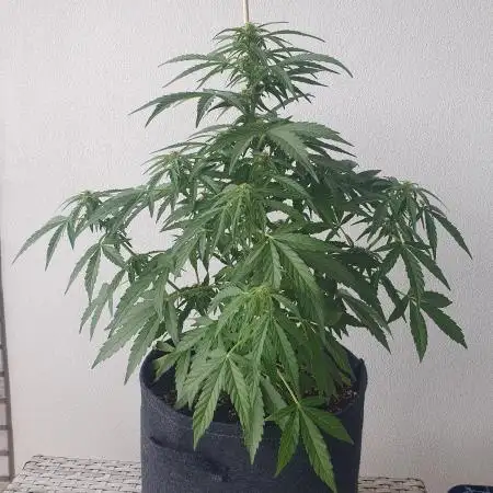 Bad Weather Grow #1 (DE/EN) x Hy-Pro