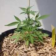 Blueberry Gummy Bears Balcony