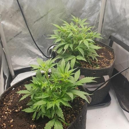 Mystery Box Autos on Living Soil