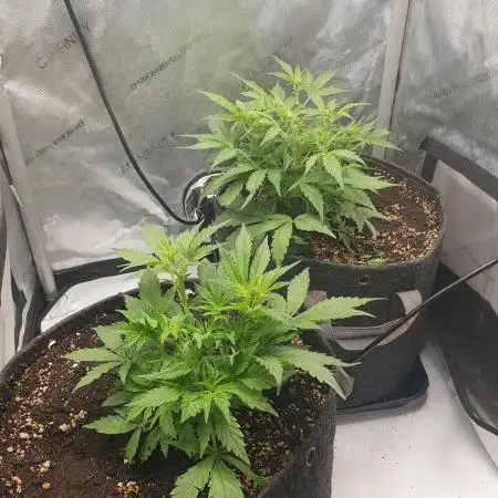 Mystery Box Autos on Living Soil