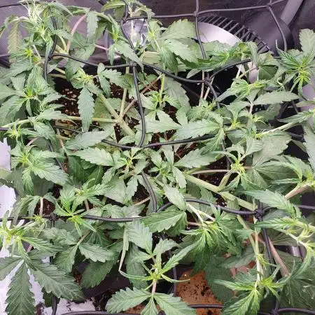 FB Mix Pack Auto - Organic Living Soil