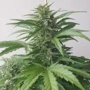 Bad Weather Grow #1 (DE/EN) x Hy-Pro