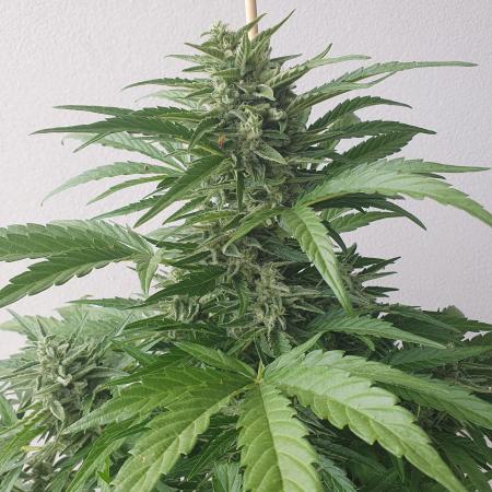 Bad Weather Grow #1 (DE/EN) x Hy-Pro