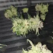 First Coco Run (DE/EN) x Hy-Pro