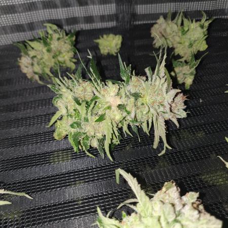 First Coco Run (DE/EN) x Hy-Pro