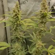 Mystery Box Autos on Living Soil