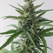 Balcony Plant #2 (DE/EN) x Hy-Pro