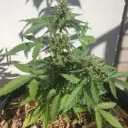 Blueberry Gummy Bears Balcony