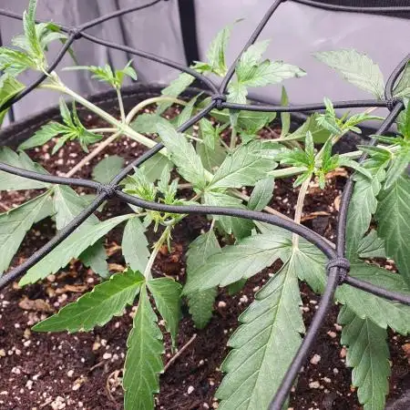 FB Mix Pack Auto - Organic Living Soil