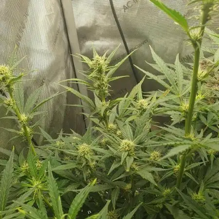 Mystery Box Autos on Living Soil