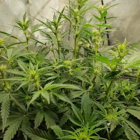 Mystery Box Autos on Living Soil