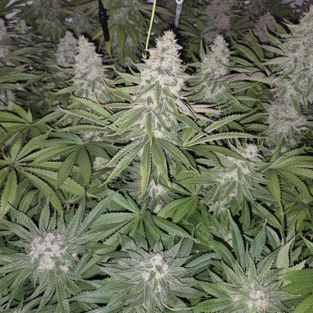 Anesia seeds Sun of Peach :-P