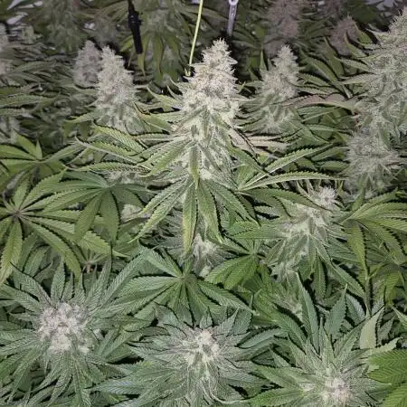 Anesia seeds Sun of Peach :-P