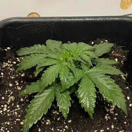 Skunk #1 Automatic (2025)