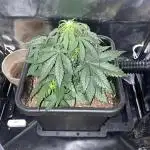 Skunk #1 Automatic (2025)