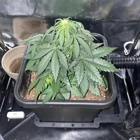 Skunk #1 Automatic (2025)