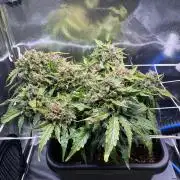 Skunk #1 Automatic (2025)