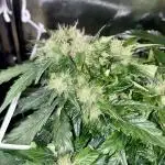 Skunk #1 Automatic (2025)