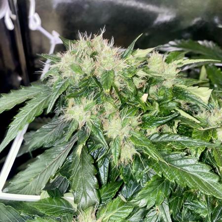 Skunk #1 Automatic (2025)