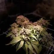 Skunk #1 Automatic (2025)