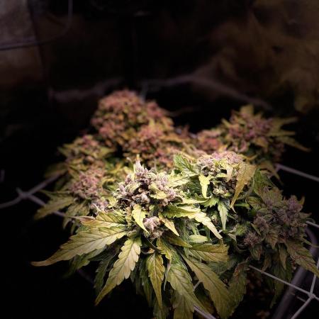 Skunk #1 Automatic (2025)