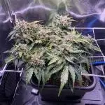 Skunk #1 Automatic (2025)