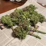 Skunk #1 Automatic (2025)