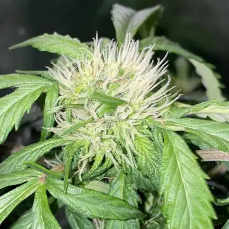 Skunk #1 Automatic (2025)