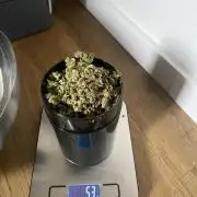 Skunk #1 Automatic (2025)