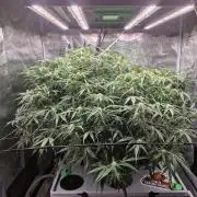Ganja Farmer x HydroHackz 2026#1 Test