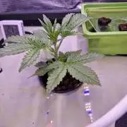 2x Diesel Auto im Aeroponic System