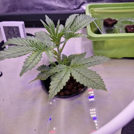 2x Diesel Auto im Aeroponic System